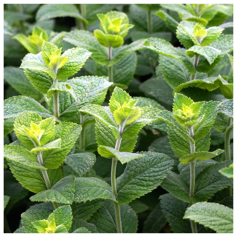 Apple Mint