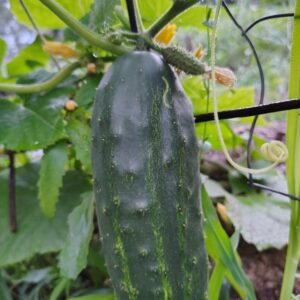 Pickling Cucumbers