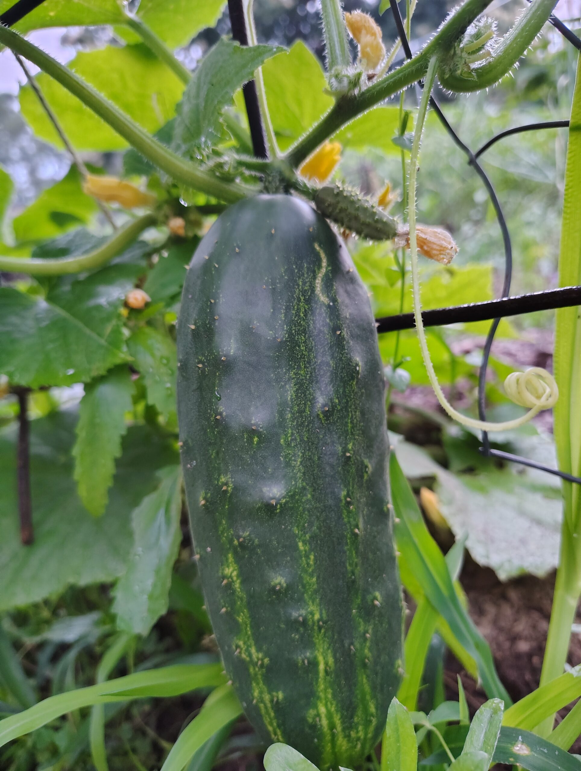 Pickling Cucumbers