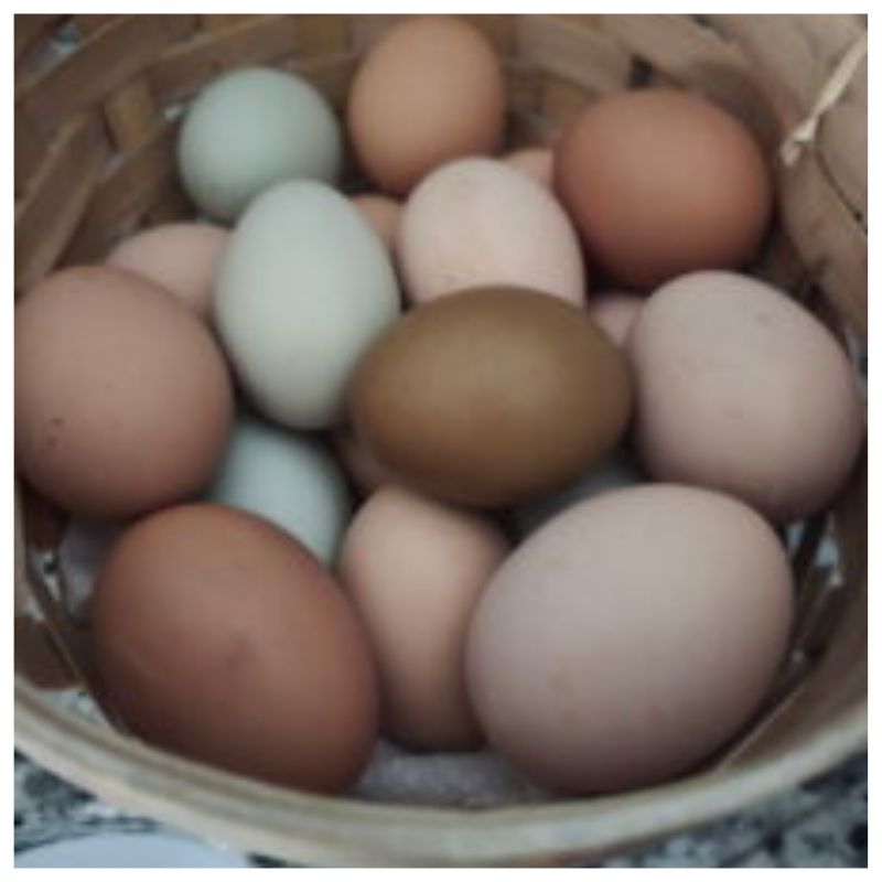 Farm fresh eggs harvested from Better Options Farm