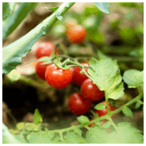 Locally harvested red tomatoes – Better Options Farm produce