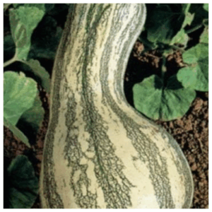 Pumpkin harvested from Better Options Farm