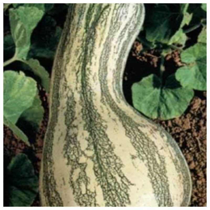 Pumpkin harvested from Better Options Farm