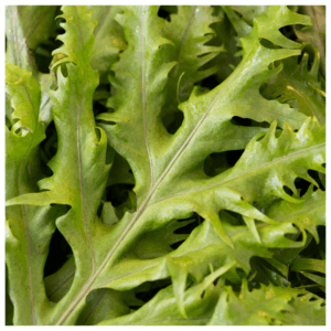 Mizuna is harvested from Better Options Farm