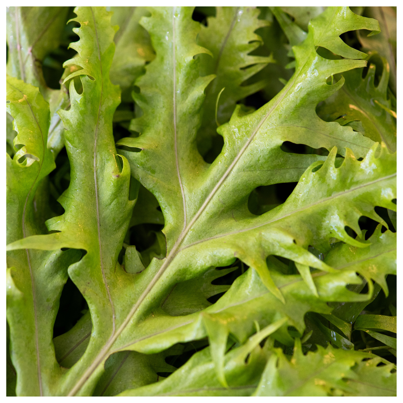 Mizuna is harvested from Better Options Farm