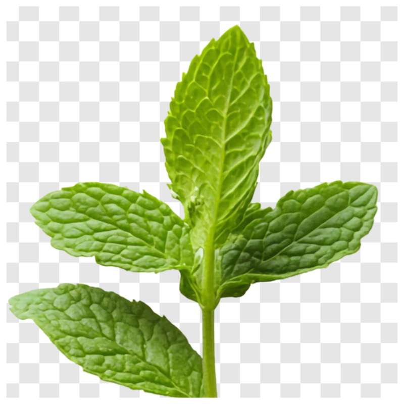 Fresh mojito mint harvested from Better Options Farm