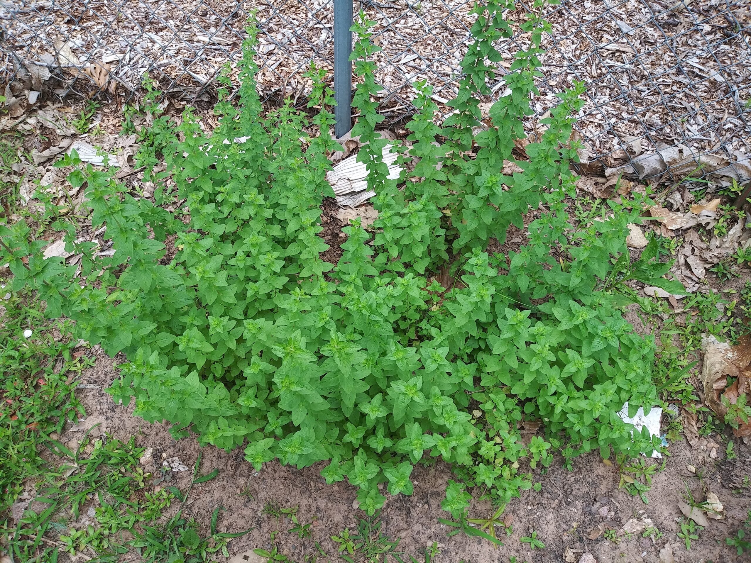 Oregano