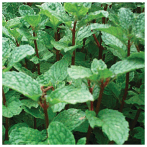Fresh peppermint harvested from Better Options Farm