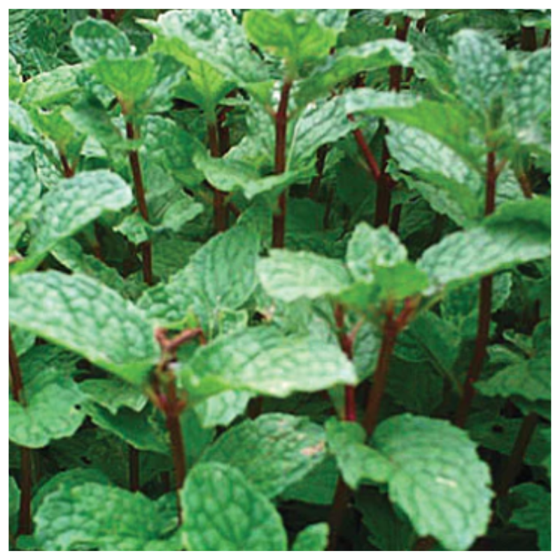 Fresh peppermint harvested from Better Options Farm