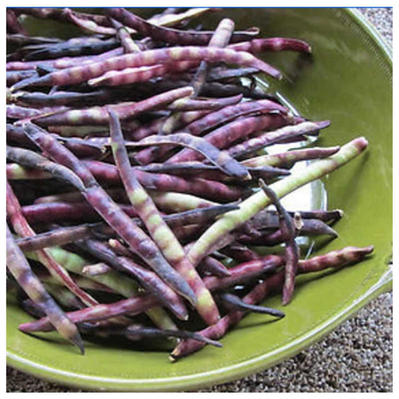 Fresh purple hull peas harvested from Better Options Farm