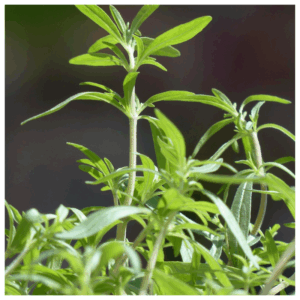 Fresh summer savory harvested from Better Options Farm