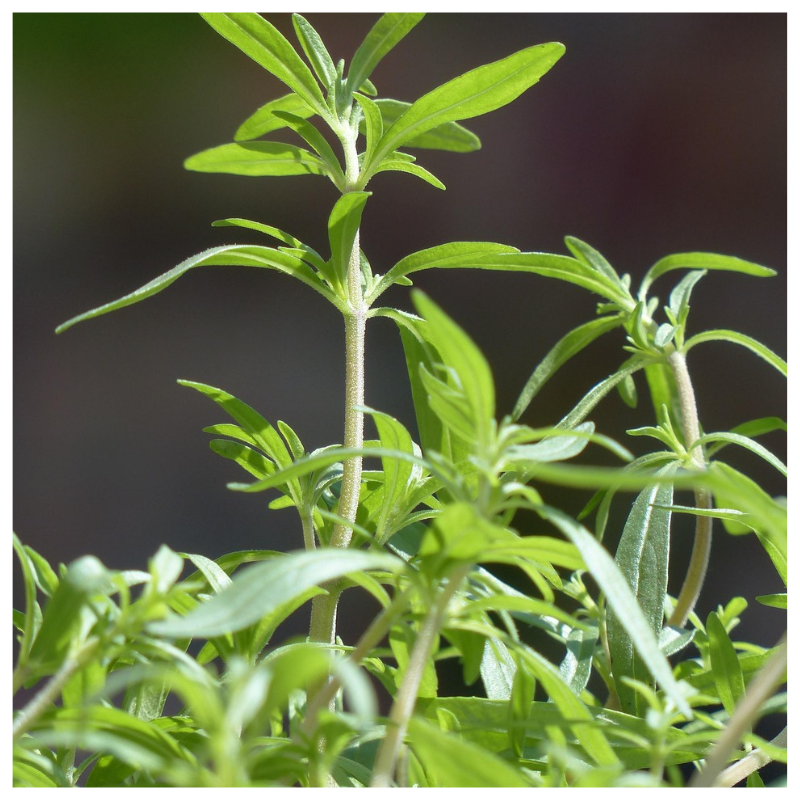 Fresh summer savory harvested from Better Options Farm