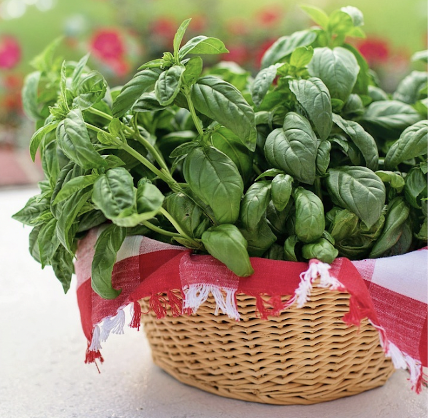 Fresh sweet basil harvested from Better Options Farm