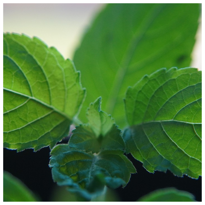 Fresh tulsi basil harvested from Better Options Farm