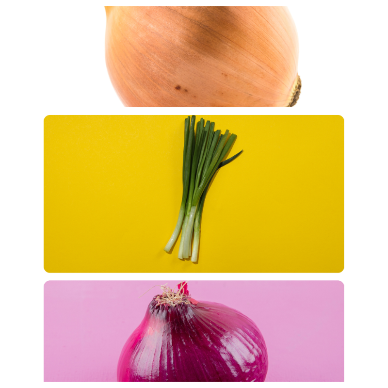 Fresh yellow, green, and red onions harvested from Better Options Farm